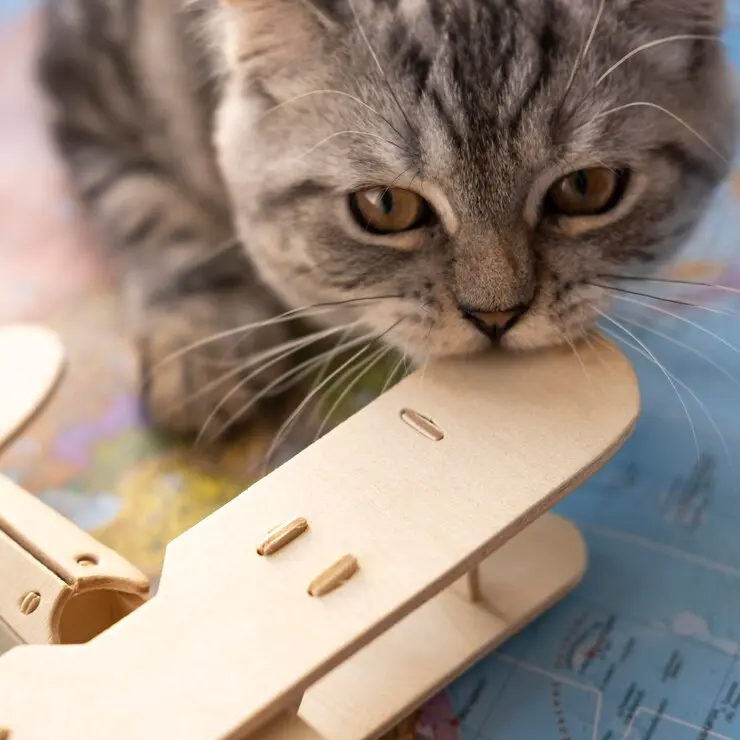 cute cat